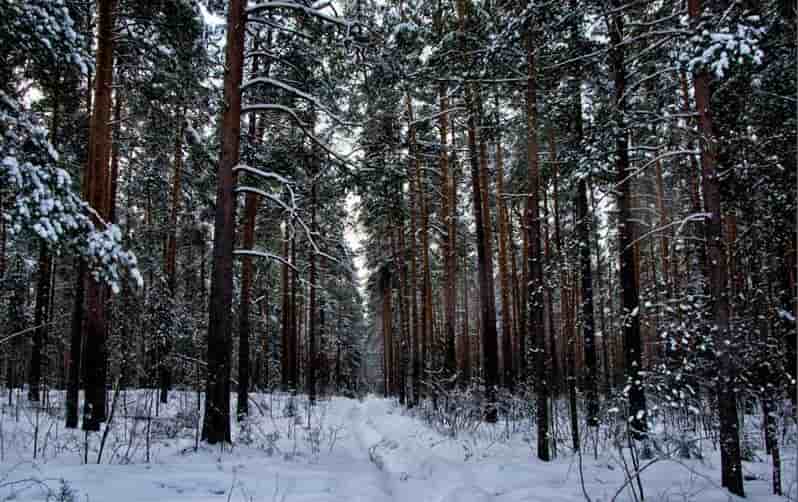 Чудесный зимний лес