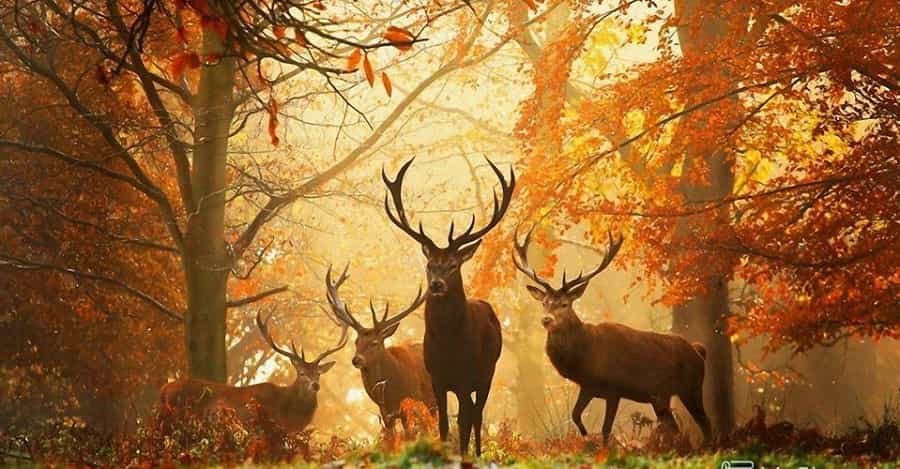Животные Осенью В Лесу Сочинение