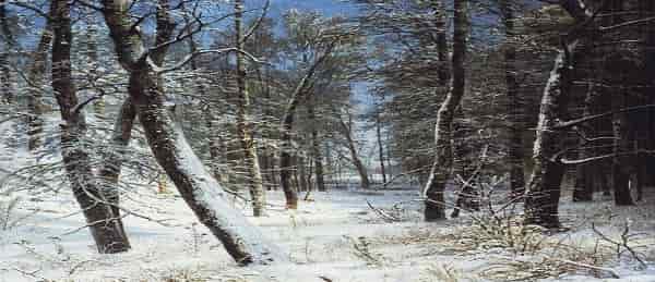 Зима в лесу (Иней)